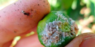 El cotonet, la plaga que llegó de Sudáfrica y amenaza la supervivencia de los cítricos en España