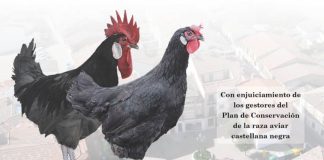 La Gallina Castellana Negra celebra un monográfico en Yunquera de Henares (Guadalajara)