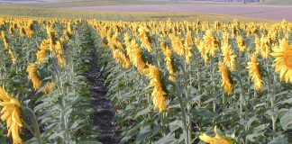 El boom del cultivo del girasol tendrá que esperar en Extremadura girasoles
