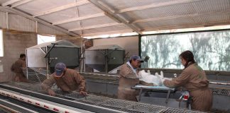 La crisis de costes lleva a la ruina a los ganaderos de conejo cunicultura