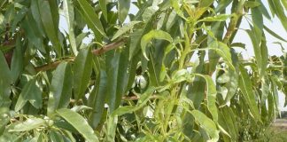 Alertan sobre la plaga de mosquito verde en almendros de toda España