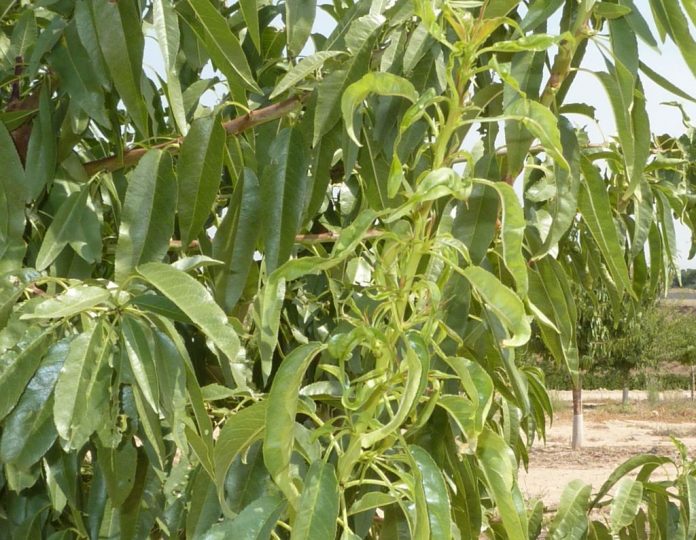 mosquito-verde_almendro