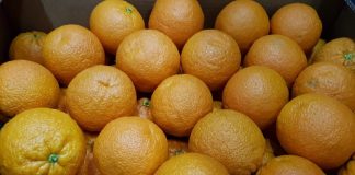 El Ministerio de Agricultura analiza sobre el terreno la situación de la plaga del “cotonet”