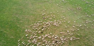 Piden al Gobierno que la PAC contribuya a la transición ecológica en España ovejas