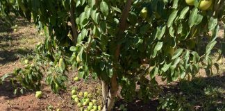 El devastador golpe de calor arrasa con los cultivos de Murcia