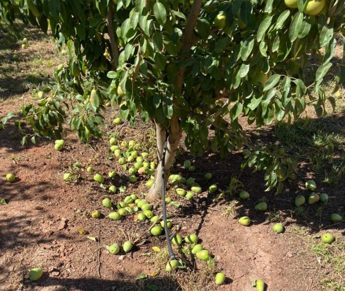 peras golpe calor murcia