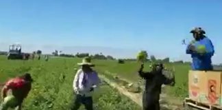 Vídeo. Comienza la recolección de la sandía a toda mecha
