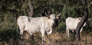 Sin ganadería no hay suelos vivos
