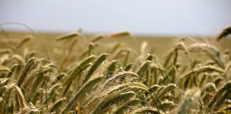 La ley de la cadena alimentaria en el mercado de cereales es “absolutamente imposible de aplicar” CEREAL