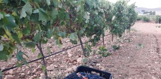 Recuerda la prohibición expresa de comprar uva por debajo de los costes de producción uvas