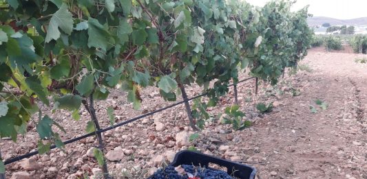 uvas