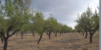 Los precios de la almendra inician una recuperación por la sequía de California y las heladas en Europa almendros