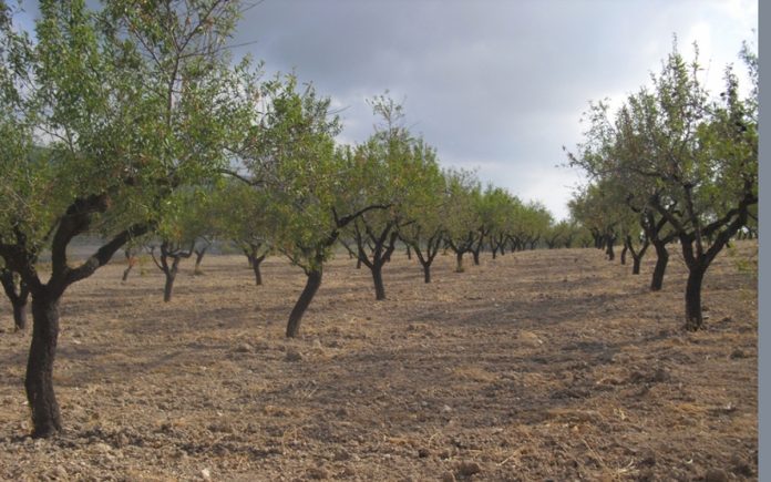 almendros