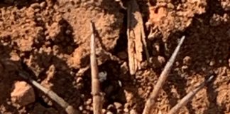 ¿Es una araña lobo este ejemplar fotografiado en un viñedo de Socuéllamos?