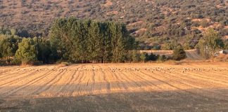 El verano entra en su recta final con las cigüeñas reposando en los campos conquenses Cigüeñas en Cuenca