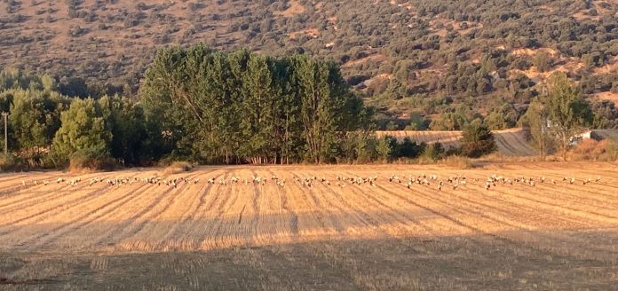 Cigüeñas en Cuenca