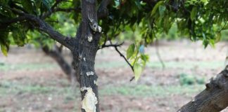 Los conejos destrozan masivamente ahora los campos de cítricos