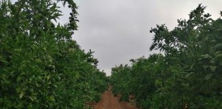 Confía en que repunten los precios de los cítricos para los productores