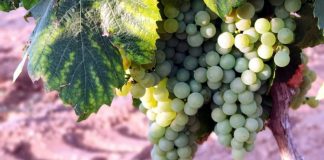 Ya se conocen los primeros precios de la uva de esta campaña en Castilla-La Mancha chardonnay