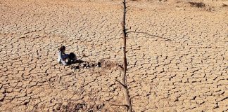 UCLM participa en un estudio internacional que evalúa la restauración de zonas áridas en todo el mundo