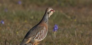 ¿Cómo afecta el uso del suelo y las prácticas agrícolas a la perdiz roja?