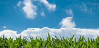 ¿Qué provincia se afianza como la principal productora de maíz de España? maíz