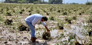 Exige ayudas urgentes para los agricultores afectados por las tormentas
