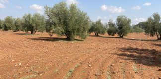 Un nuevo olivar contra la Xylella fastidiosa