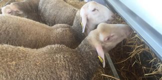 ASAJA Ciudad Real pide ayudas urgentes para alimentar al ganado pienso para ovejas