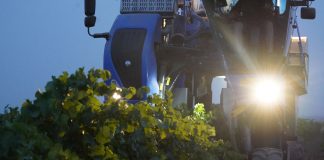 Arranca la vendimia 2021 en DO La Mancha con buenas perspectivas de calidad vendimia