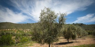 UPA acoge con frialdad la aprobación del decreto de calidad y trazabilidad del aceite de oliva olivar
