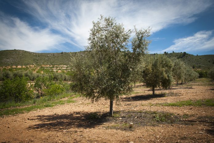 aceite-oliva-decreto-alta olivar