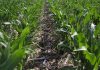 La agricultura de conservación se desarrolla ya en 9,3 millones de hectáreas de España agricultura de conservación