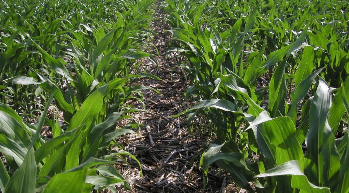 La agricultura de conservación se desarrolla ya en 9,3 millones de hectáreas de España agricultura de conservación