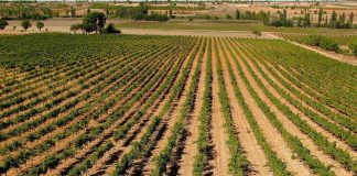 Bodegas Latúe estima una campaña de vendimia entre un 20-30% inferior a la anterior