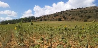 El granizo daña girasol, cereales, huertos y frutales en Guadalajara