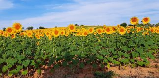 Mayores precios, pero por debajo de las expectativas, y menos cosecha en el girasol campo de girasoles
