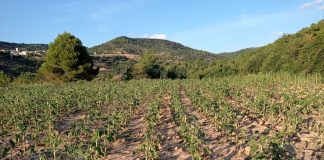 Ciervos, corzos y gamos ‘pelan’ 50 hectáreas de girasol