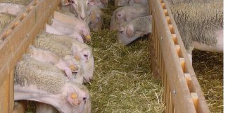 La escalada de los piensos y otros costes de producción agrava la crisis de los ganaderos ovejas