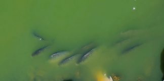 Investigan la mortandad de peces en el embalse del Vicario peces muertos