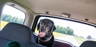 Cómo ha de viajar un perro en el coche perro en coche