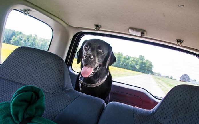 perro-viajar-coche perro en coche