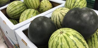 El precio del melón sube mientras que el de la sandía se estanca sandías