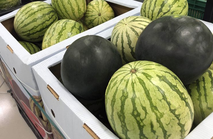 ¿A cuánto están cobrando los agricultores el kilo de sandía? sandías