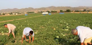 UPA señala las 13 precauciones para evitar los peligros del calor en el campo