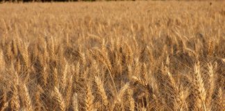 El trigo cae por debajo de los 200 euros/tonelada y marca mínimos de tres años trigo duro