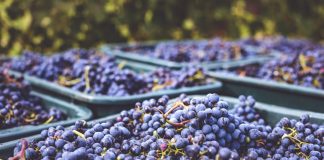 Advierten sobre posibles consecuencias “no deseadas” en los precios de la uva uva
