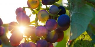 Cooperativa ‘Tierra de Calatrava’, de Miguelturra, garantiza la recogida de uva de sus socios uvas