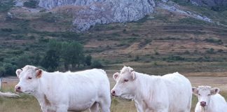 La producción láctea del ganado puede verse afectada por el estrés durante el verano