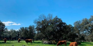 ¿Qué sectores agrarios y ganaderos específicos percibirán las ayudas asociadas en la próxima PAC? vacas pastando